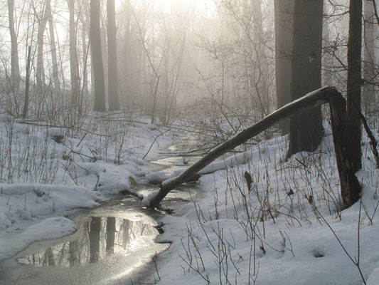 Foto: R. Wittmann -Donau-Auen