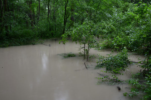 Foto: R. Wittmann -Donau-Auen