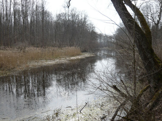 Foto: R. Wittmann -Donau-Auen