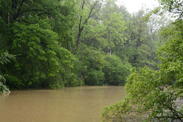 Foto: R. Wittmann -Donau-Auen