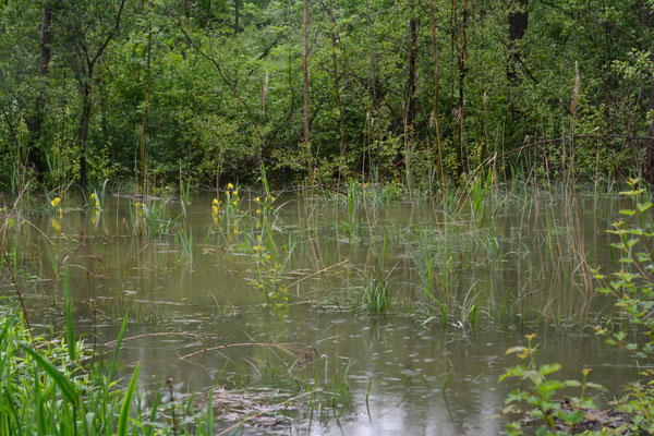 Foto: R. Wittmann -Donau-Auen