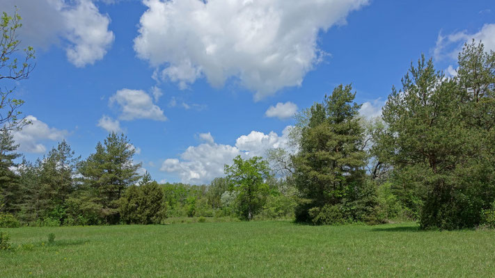 Foto: R. Wittmann -Donau-Auen