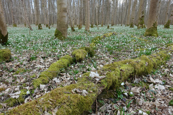 Foto: R. Wittmann -Donau-Auen