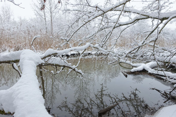 Foto: R. Wittmann -Donau-Auen