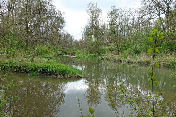 Foto: R. Wittmann -Donau-Auen