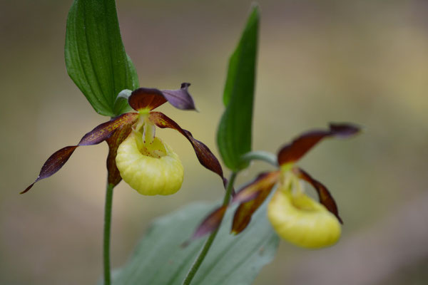Foto: R. Wittmann -Frauenschuh