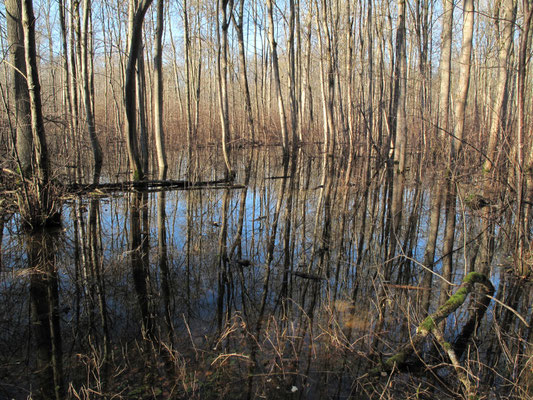 Foto: R. Wittmann -Donau-Auen