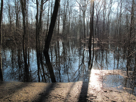 Foto: R. Wittmann -Donau-Auen