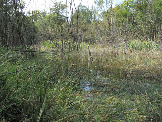Foto: R. Wittmann -Donau-Auen