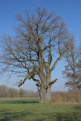 Tausendjährige vor Kronenbruch