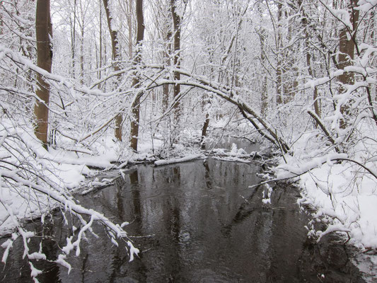 Foto: R. Wittmann -Donau-Auen im Winter