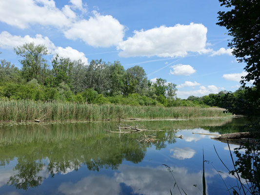 Foto: R. Wittmann -Donau-Auen