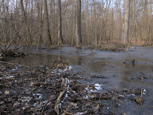 Foto: R. Wittmann -Donau-Auen