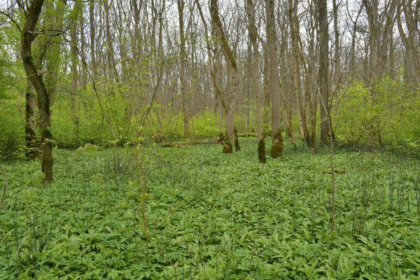 Foto: R. Wittmann -Donau-Auen