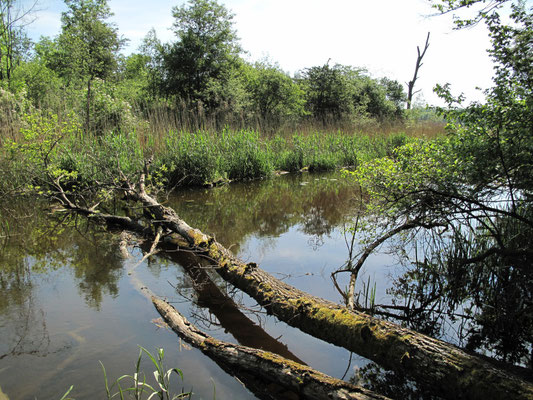 Foto: R. Wittmann -Donau-Auen