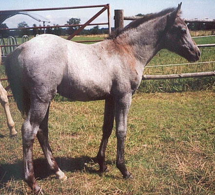 Kamerun's Giulia