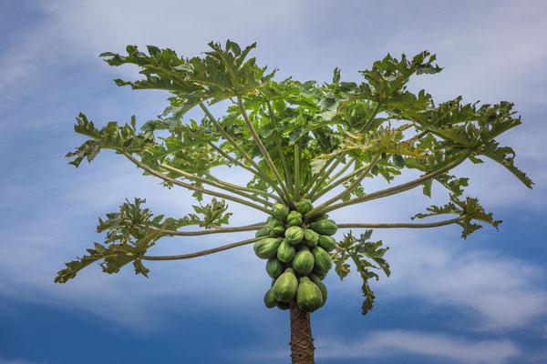 Papaya Baum