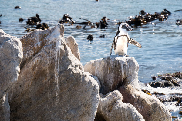 Betty Bay - P3092172