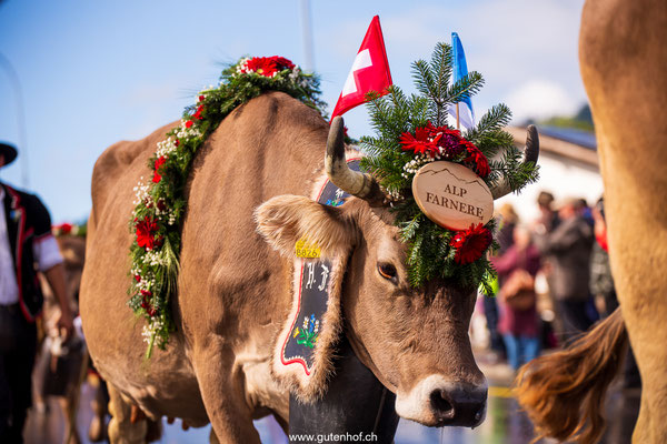 Alpabfahrt Schüpfheim Entlebuch 2025