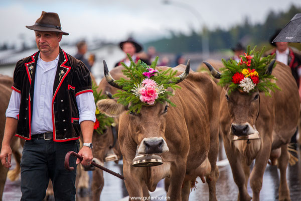 Alpabfahrt Schüpfheim Entlebuch 2025