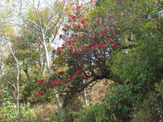 Rhododendron
