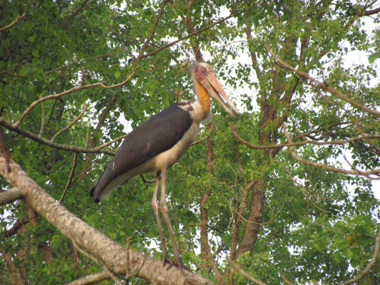 Marabu