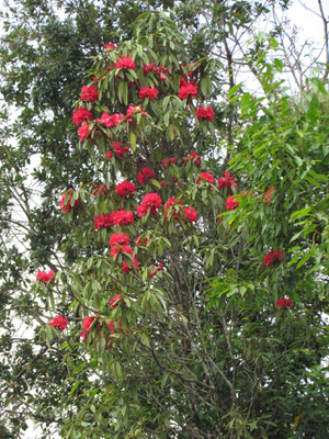 Rhododendron
