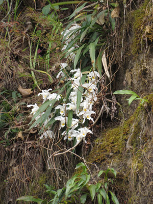 Orchideen