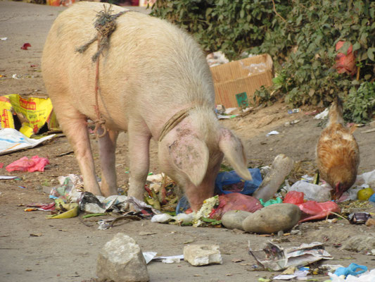 Schweine bringen hier kein Glück