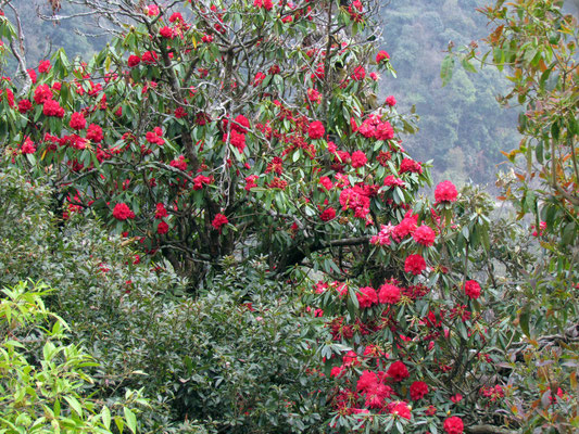 Rhododendron
