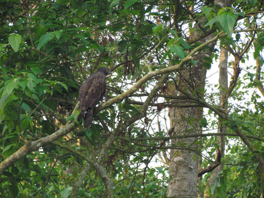 Greifvogel