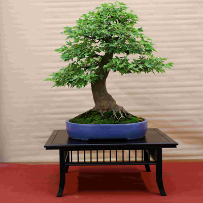 28 Acero buergerianum - Bonsai do Groane