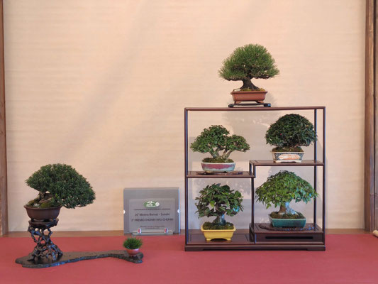 41 Composizione shohin Fuji - Associazione Bonsai il Moro