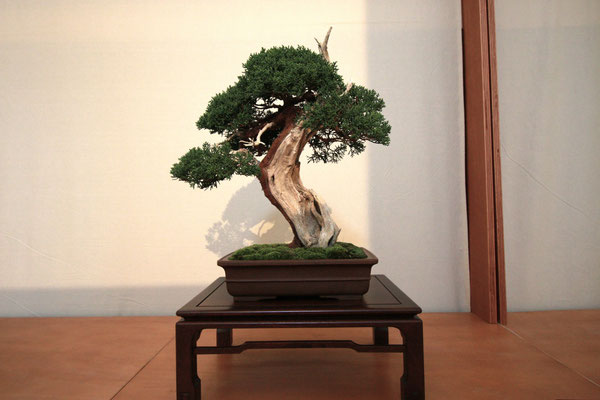 12. Ginepro Chinensis var. kishu - Associazione Arte e Cultura Bergamo Bonsai