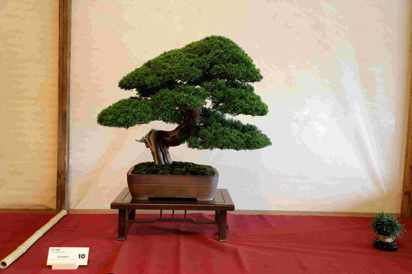 10 Ginepro chinensis v. Itoigawa - Studio Bonsai Insubria