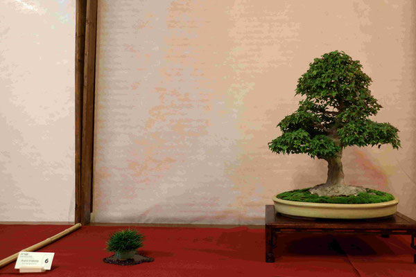 6 Acero buergerianum - Bonsai Club Rivalta