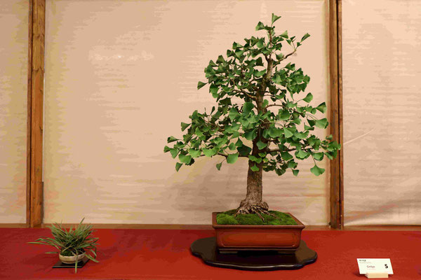 5 Ginkgo Biloba - Bonsainsieme