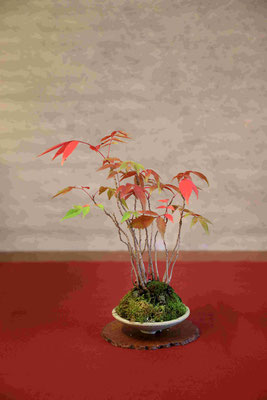 38 Rhus succedanea - Bonsai Club Somma