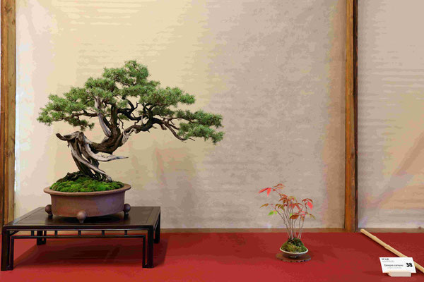 38 Ginepro comune - Bonsai Club Somma