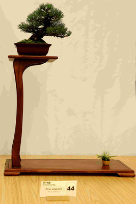 44 Pino silvestre - Brianza Bonsai