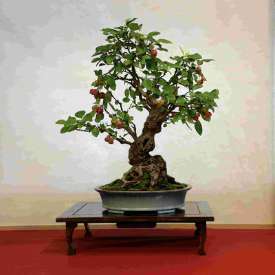 39 Melo (Malus halliana) - Bonsai Club Somma
