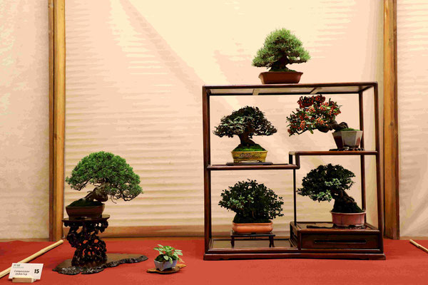 15 Composizione shohin Fuji - Studio Botanico