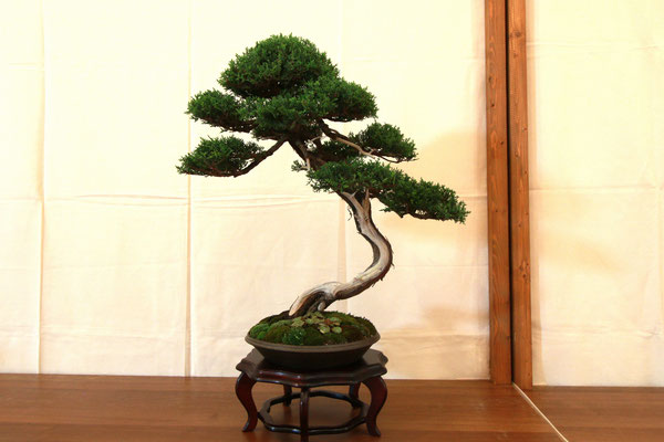 15. Cipresso - Bonsai Club Martesana