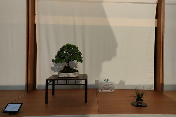 3. Olmo parviflora corticosa - Bonsai de Gnidel