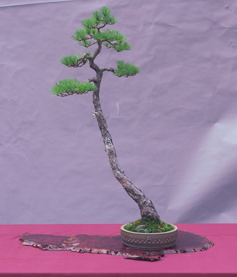 Pinus parviflora 'pentaphilla' - Bonsai Wood Club