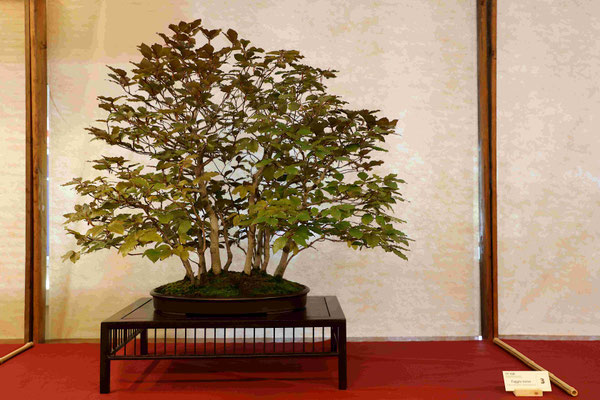 3 Faggio v. atropururea - Bonsai Club Verbania