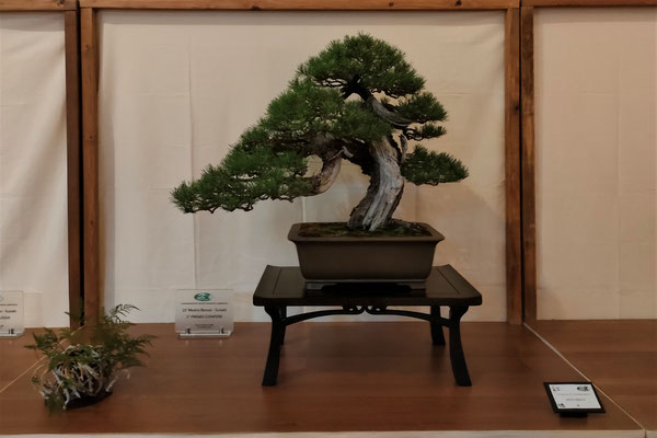 6. Pino mugo - Bonsai Club Amici del Verde