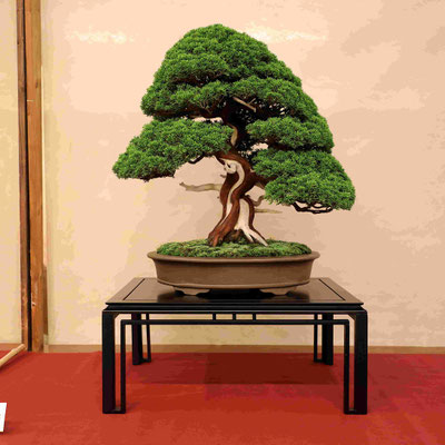 33 Ginepro chinensis v. Itoigawa - Circolo Bonsai Lecco