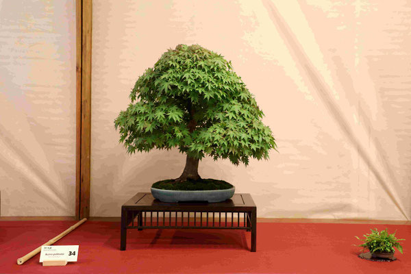 34 Acero palmato - Bonsai Club Torino