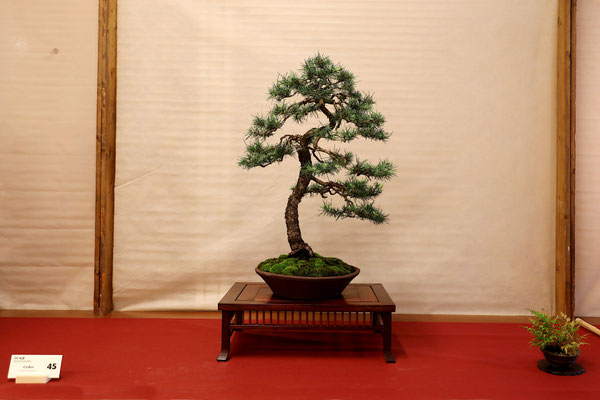 45 Cedro deodara - Brianza Bonsai